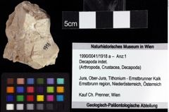 Foto (Objket + Etiketten) von Decapoda indet. 